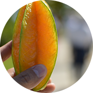 美ら星（ちゅらぼし）スターフルーツの写真